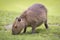 Capibara grazing