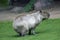 Capibara in Moscow zoo.