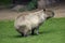 Capibara in Moscow zoo.