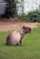 Capibara in Moscow zoo.