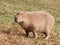 Capibara on pasture