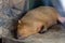 Capibara sleeps on the grey stone surface