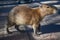 Capibara walking on a concrete floor tiles