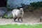 Capibara walks on green grass in Moscow zoo.