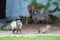 Capibaras in Moscow zoo.