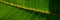 Capillaries and green leaf plants. Web banner