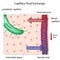 Capillary Fluid Exchange