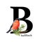 Capital letter B and bullfinch bird. Alphabet forest decor. Watercolor illustration. Beautiful bird, pine branches