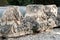 Capitals of antique columns stacked at archaeological site in Myra, Turkey