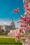 The capitol, american spring, spring in congress. Blossom spring in Washington DC. Capitol building at spring. USA