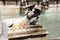 Capitoline She Wolf at the Fonte Gaia, monumental fountain located in the Piazza del Campo in the center of Siena