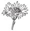 Capitulum, Cornflower, Compound, flower, anatomy vintage illustration