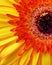 The capitulum of an orange Gerbera flower in macro view