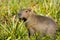 Capivara in Ibera, Argentina