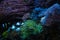 Capnella sp, torch coral and pulsing xenia, fluorescent polyp frag, Clark\\\'s anemonefish in bubble tip anemone, live rock eco