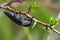 Capnodis tenebrionis closeup photo