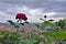 Cappadocia A beautiful scarlet rose blossomed on a thin stalk.