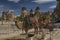 Cappadocia, camel, turkey, landscape, nature, travel
