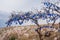 Cappadocia, Turkey. Tree hanging Nazar amulets, a special eye-shaped objects that protect against the evil eye