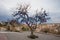 Cappadocia, Turkey. Wish Tree decorated Turkish charms against the evil eye