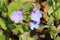 `Cappadocian Navelwort` flower - Omphalodes Cappadocica