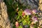 Capparis Spinosa, Caper bush, Flinders rose