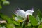 Capparis spinosa the caper bush Flinders rose pinkish-white flower macro