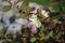 Capparis spinosa, caper bush Flinders rose pinkish-white flowers