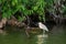 Capped heron