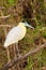 Capped Heron