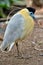 Capped Heron