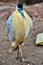 Capped Heron