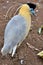 Capped Heron