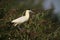 Capped heron, Pilherodius pileatus,