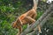 Capped langur with baby