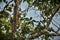 Capped langur monkey on a tree in jungle