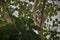 Capped langur monkey on a tree in jungle