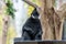 Capped langur Trachypithecus pileatus looking weird at people walking by in the zoo