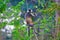 Capped Langur, Trachypithecus pileatus, Nameri National Park