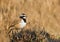 Capped wheatear