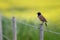 Capped Wheatear