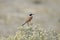 Capped wheatear, dry background