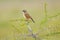 Capped Wheatear, green surroundings, thorny branch