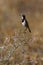 Capped Wheatear - Okavango Delta - Botswana