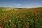 Cappella Di Vitaleta or Vitaleta Chapel near Pienza in Tuscany. Beautiful field of red poppies and