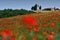 Cappella Di Vitaleta or Vitaleta Chapel near Pienza in Tuscany. Beautiful field of red poppies and the famous Chapel on background