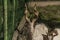 Capra Aeagrus Hircus goat animal in summer sunny morning near fence