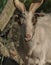 Capra Aeagrus Hircus goat animal in summer sunny morning near fence