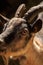 Capra aegagrus hircus close-up photography, goat face macro image