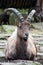 Capra caucasica - The West Caucasian Ibex